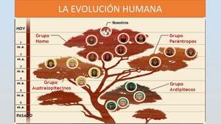 LA EVOLUCIÓN HUMANA
 
