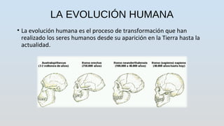 LA EVOLUCIÓN HUMANA
• La evolución humana es el proceso de transformación que han
realizado los seres humanos desde su aparición en la Tierra hasta la
actualidad.
 