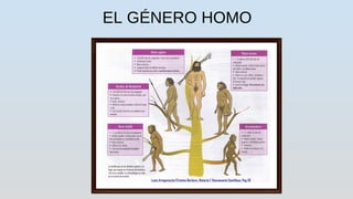 EL GÉNERO HOMO
 