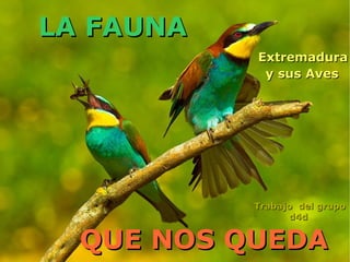 Extremadura  y sus Aves   Trabajo  del grupo d4d  LA FAUNA QUE NOS QUEDA 