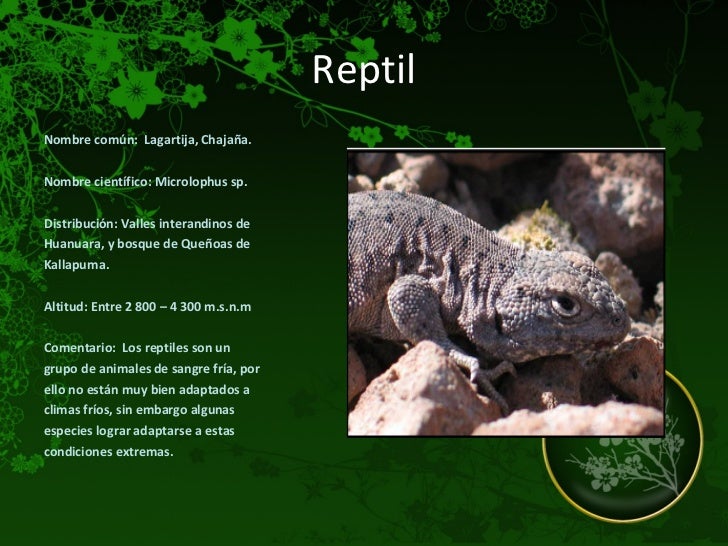 Porque Los Reptiles Reciben Ese Nombre