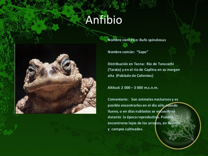 Porque Los Reptiles Reciben Ese Nombre
