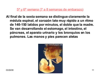 5ª y 6ª semana (7 a 8 semanas de embarazo) Al final de la sexta semana se distingue claramente la médula espinal, el corazón late muy rápido a un ritmo de 140-150 latidos por minutos, el doble que la madre. Se van desarrollando el estomago, el intestino, el páncreas, el aparato urinario y los bronquios en los pulmones. Las manos y pies parecen aletas 