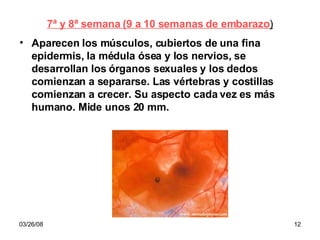 7ª y 8ª semana (9 a 10 semanas de embarazo ) Aparecen los músculos, cubiertos de una fina epidermis, la médula ósea y los nervios, se desarrollan los órganos sexuales y los dedos comienzan a separarse. Las vértebras y costillas comienzan a crecer. Su aspecto cada vez es más humano. Mide unos 20 mm. 