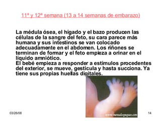 11ª y 12ª semana (13 a 14 semanas de embarazo) La médula ósea, el hígado y el bazo producen las células de la sangre del feto, su cara parece más humana y sus intestinos se van colocado adecuadamente en el abdomen. Los riñones se terminan de formar y el feto empieza a orinar en el líquido amniótico. El bebé empieza a responder a estímulos procedentes del exterior, se mueve, gesticula y hasta succiona. Ya tiene sus propias huellas digitales.  