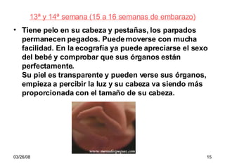 13ª y 14ª semana (15 a 16 semanas de embarazo) Tiene pelo en su cabeza y pestañas, los parpados permanecen pegados. Puede moverse con mucha facilidad. En la ecografía ya puede apreciarse el sexo del bebé y comprobar que sus órganos están perfectamente. Su piel es transparente y pueden verse sus órganos, empieza a percibir la luz y su cabeza va siendo más proporcionada con el tamaño de su cabeza. 