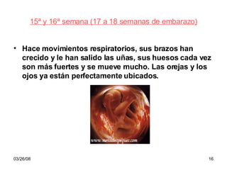 15ª y 16ª semana (17 a 18 semanas de embarazo) Hace movimientos respiratorios, sus brazos han crecido y le han salido las uñas, sus huesos cada vez son más fuertes y se mueve mucho. Las orejas y los ojos ya están perfectamente ubicados. 