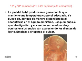 17ª y 18ª semanas (19 a 20 semanas de embarazo) La piel del bebé produce una grasa con la que mantiene una temperatura corporal adecuada. Ya puede oír, aunque de manera distorsionada al encontrarse en el líquido amniótico. Los pulmones, el aparato digestivo y el cerebro van madurando y ocultos en sus encías van apareciendo los dientes de leche. Empieza a chuparse el pulgar.   