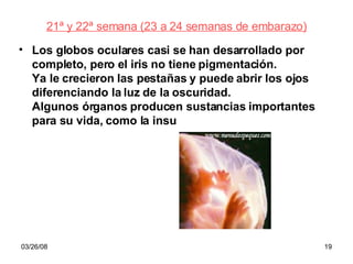 21ª y 22ª semana (23 a 24 semanas de embarazo) Los globos oculares casi se han desarrollado por completo, pero el iris no tiene pigmentación. Ya le crecieron las pestañas y puede abrir los ojos diferenciando la luz de la oscuridad. Algunos órganos producen sustancias importantes para su vida, como la insu 