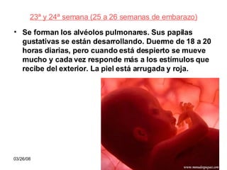 23ª y 24ª semana (25 a 26 semanas de embarazo) Se forman los alvéolos pulmonares. Sus papilas gustativas se están desarrollando. Duerme de 18 a 20 horas diarias, pero cuando está despierto se mueve mucho y cada vez responde más a los estímulos que recibe del exterior. La piel está arrugada y roja. 