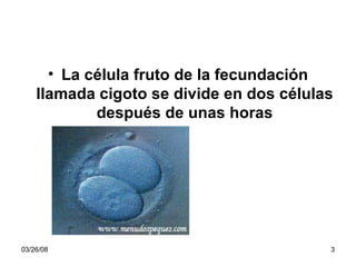 La célula fruto de la fecundación llamada cigoto se divide en dos células después de unas horas fruto de la 