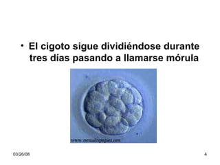 El cigoto sigue dividiéndose durante tres días pasando a llamarse mórula 
