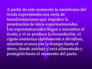 LA FECUNDACIÓN IN VITRO