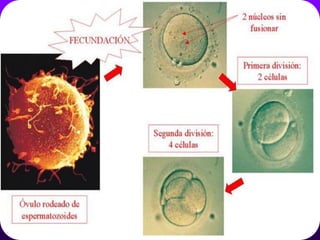 LA FECUNDACIÓN IN VITRO