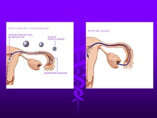 LA FECUNDACIÓN IN VITRO