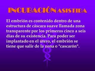 LA FECUNDACIÓN IN VITRO