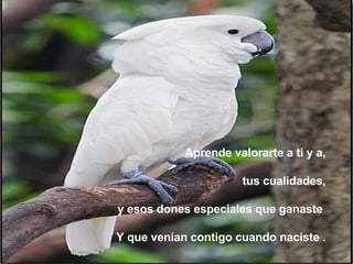 Aprende valorarte a ti y a, tus cualidades, y esos dones especiales que ganaste  Y que venían contigo cuando naciste . 