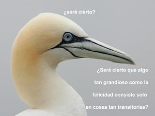 ¿Será cierto que algo tan grandioso como la felicidad consiste solo  en cosas tan transitorias? ¿será cierto?  
