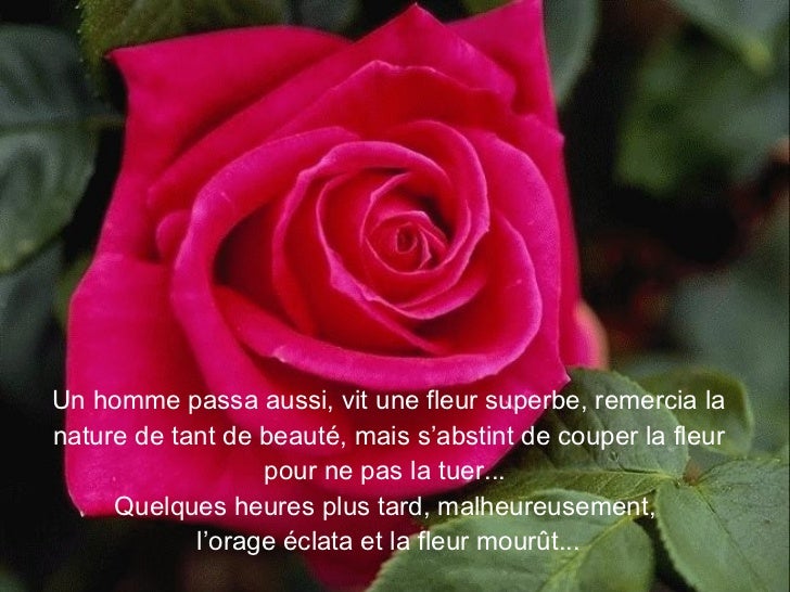 La Fleur De Mon Jardin