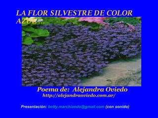 LA FLOR SILVESTRE DE COLOR AZUL … Poema de:  Alejandra Oviedo http://alejandraoviedo.com.ar/  Presentación:  [email_address]  (con sonido) 