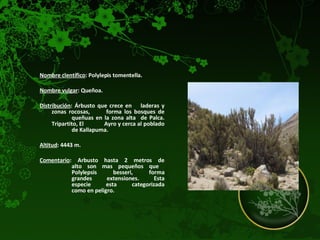 Nombre científico : Polylepis tomentella.  Nombre vulgar : Queñoa. Distribución : Árbusto que crece en  laderas y zonas rocosas,  forma los bosques de  queñuas en la zona alta  de Palca. Tripartito, El  Ayro y cerca al poblado  de Kallapuma. Altitud : 4443 m.  Comentario : Arbusto hasta 2 metros de  alto son mas pequeños que  Polylepsis besseri, forma  grandes extensiones. Esta  especie esta categorizada  como en peligro.   