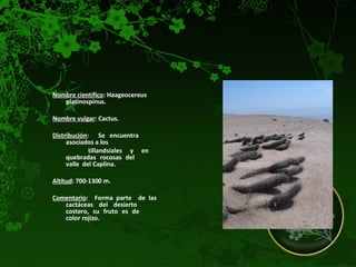 Nombre científico : Haageocereus  platinospinus.  Nombre vulgar : Cactus. Distribución :  Se encuentra  asociados a los  tillandsiales  y  en  quebradas rocosas del  valle  del Caplina.  Altitud : 700-1300 m.  Comentario :  Forma parte  de las  cactáceas del desierto  costero, su fruto es de  color rojizo.  