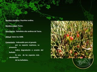 Nombre científico : Oxychloe andina.  Nombre vulgar : Packo.  Distribución :  Bofedales alto andinos de Tacna. Altitud : Sobre los 4200.  Comentario :  Indeseable para el ganado  por su aspecto espinoso, su  presencia  indica degradación o erosión del  bofedal.  Es una  de las especies más  abundantes  de los bofedales.  