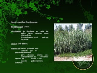Nombre científico : Arundo donax.  Nombre vulgar : Carrizo.  Distribución : Se distribuye en todos los  valles, tanto costeros como  interandinos.  Principalmente en el  valle de  Locumba.  Altitud : 1500-3000 m.  Comentario : Es una gramínea  muy  utilizada por los  pobladores tacneños  para elaborar esteras que  se expenden en los  diferentes  centros  de  abasto. Es  una  especie potencialmente  comercial.  