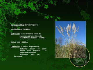 Nombre científico : Cortaderia jubata. Nombre vulgar : Cortadera. Distribución : En los diferentes  valles  de  nuestro departamento desde  la costa hasta las zonas  andinas.  Altitud : 1300 – 3600 m.  Comentario :  Es  una de las gramíneas  comunes, crecen en zonas  donde existe humedad.  Se  utiliza en la  medicina  tradicional para los  bronquios.  