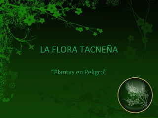 LA FLORA TACNEÑA “ Plantas en Peligro” 