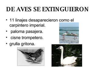 DE AVES SE EXTINGUIERON  11 linajes desaparecieron como el carpintero imperial. paloma pasajera. cisne trompetero. grulla gritona. 