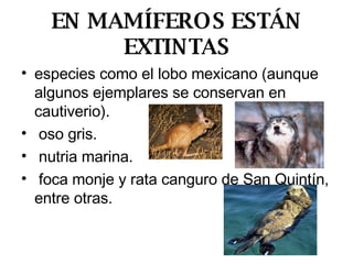 EN MAMÍFEROS ESTÁN EXTINTAS especies como el lobo mexicano (aunque algunos ejemplares se conservan en cautiverio). oso gris. nutria marina. foca monje y rata canguro de San Quintín, entre otras.  