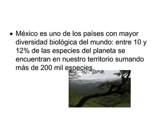México es uno de los países con mayor diversidad biológica del mundo: entre 10 y 12% de las especies del planeta se encuentran en nuestro territorio sumando más de 200 mil especies.  