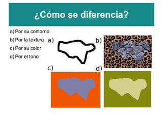 Por su contorno Por la textura Por su color Por el tono 