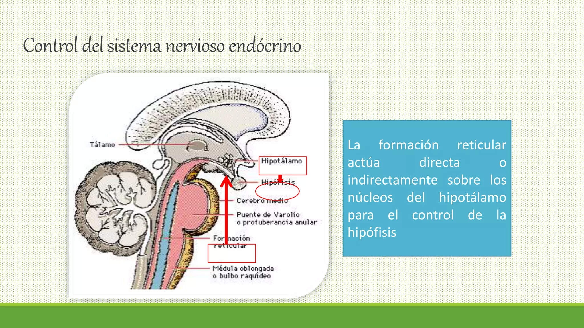 La Formación Reticular | PPTX