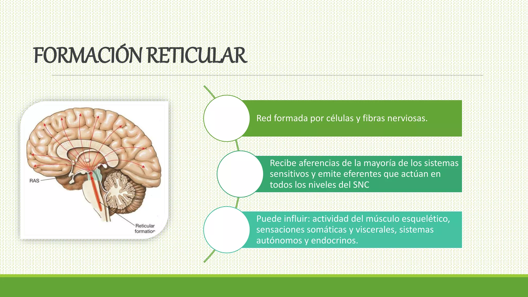La Formación Reticular | PPTX