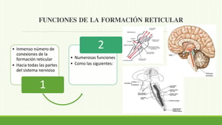 La Formación Reticular | PPTX