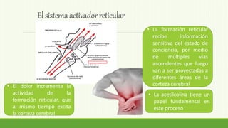 La Formación Reticular | PPTX