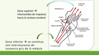 Zona inferior  se continua
con interneuronas de
sustancia gris de la médula
Zona superior 
Intercambio de impulsos
hacia la corteza cerebral
 