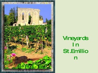Vineyards In St.Emillion 