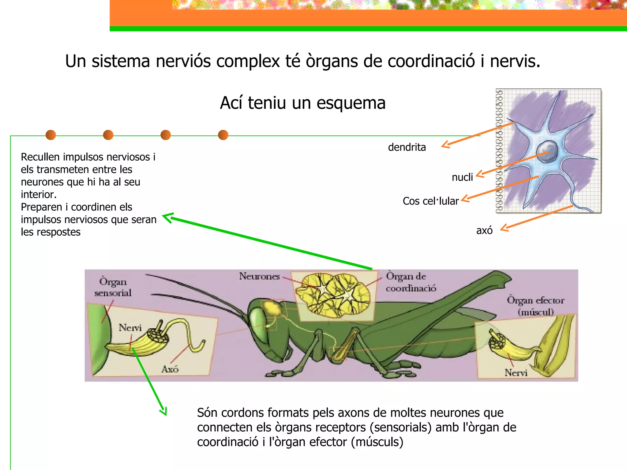 Un sistema nerviós complex té òrgans de coordinació i nervis. Ací teniu un esquema Recullen impulsos nerviosos i els transmeten entre les neurones que hi ha al seu interior. Preparen i coordinen els impulsos nerviosos que seran les respostes Són cordons formats pels axons de moltes neurones que connecten els òrgans receptors (sensorials) amb l'òrgan de coordinació i l'òrgan efector (músculs) dendrita nucli Cos cel·lular axó 