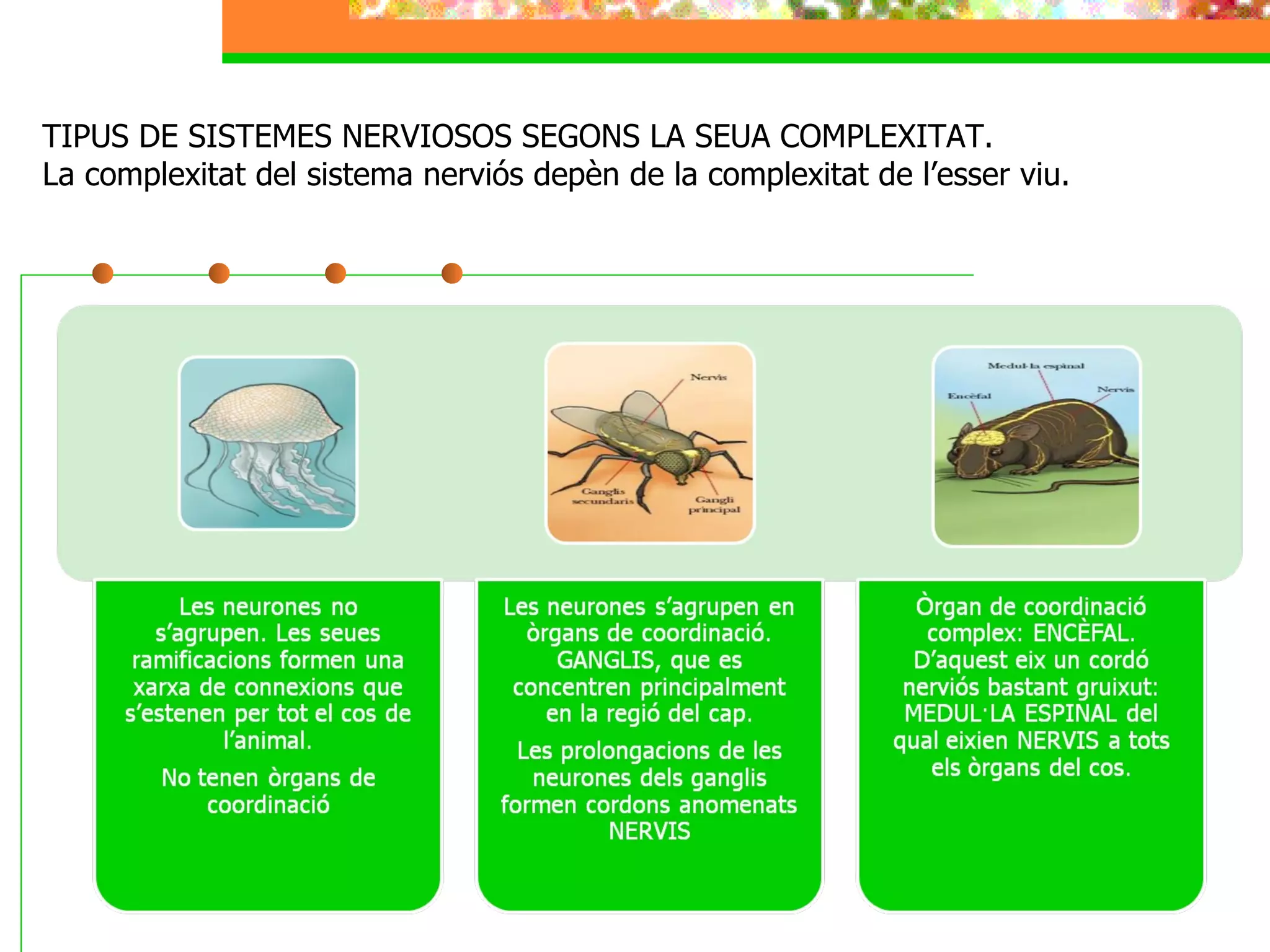 TIPUS DE SISTEMES NERVIOSOS SEGONS LA SEUA COMPLEXITAT. La complexitat del sistema nerviós depèn de la complexitat de l’esser viu. 