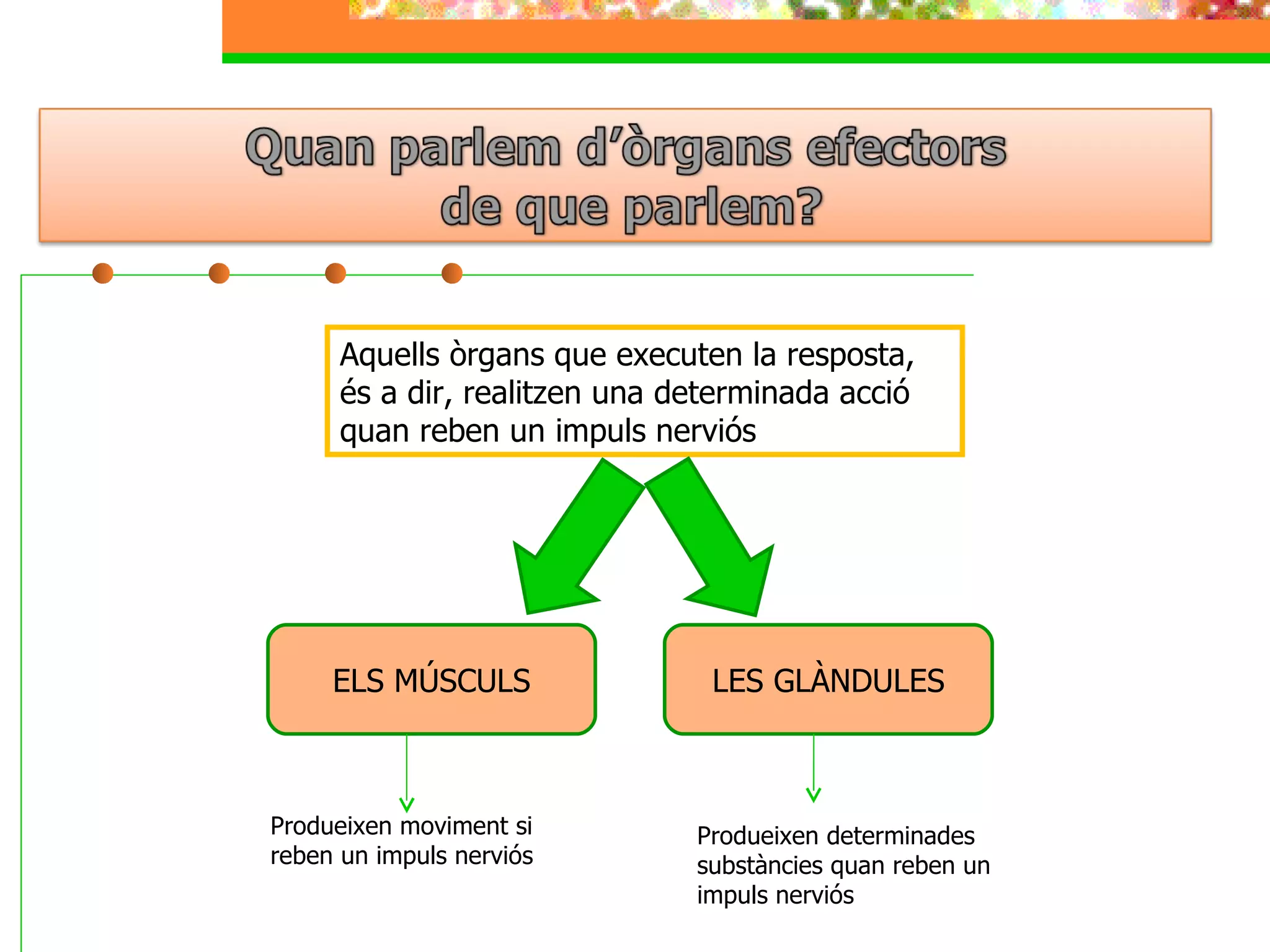 Aquells òrgans que executen la resposta, és a dir, realitzen una determinada acció quan reben un impuls nerviós ELS MÚSCULS LES GLÀNDULES Produeixen moviment si reben un impuls nerviós Produeixen determinades substàncies quan reben un impuls nerviós 