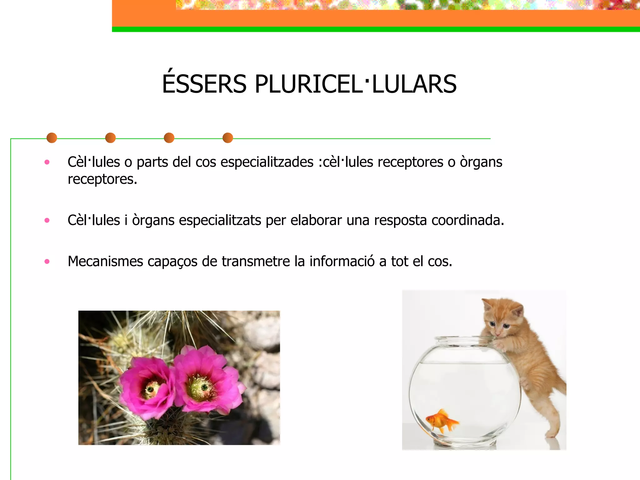 ÉSSERS PLURICEL·LULARS Cèl·lules o parts del cos especialitzades :cèl·lules receptores o òrgans receptores. Cèl·lules i òrgans especialitzats per elaborar una resposta coordinada. Mecanismes capaços de transmetre la informació a tot el cos. 