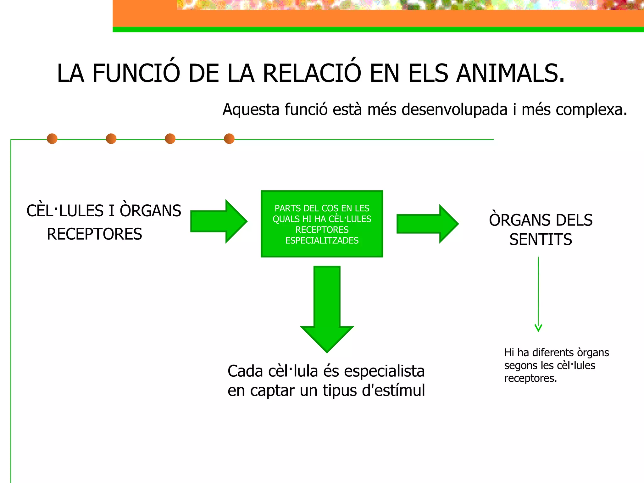 LA FUNCIÓ DE LA RELACIÓ EN ELS ANIMALS. CÈL·LULES I ÒRGANS  RECEPTORES Aquesta funció està més desenvolupada i més complexa. ÒRGANS DELS SENTITS PARTS DEL COS EN LES QUALS HI HA CÈL·LULES RECEPTORES ESPECIALITZADES Cada cèl·lula és especialista en captar un tipus d'estímul Hi ha diferents òrgans segons les cèl·lules receptores. 