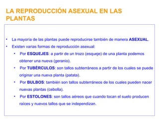 LA REPRODUCCIÓN ASEXUAL EN LAS PLANTAS La mayoría de las plantas puede reproducirse también de manera  ASEXUAL . Existen varias formas de reproducción asexual: Por  ESQUEJES : a partir de un trozo (esqueje) de una planta podemos obtener una nueva (geranio). Por  TUBÉRCULOS : son tallos subterráneos a partir de los cuales se puede originar una nueva planta (patata). Por  BULBOS : también son tallos subterráneos de los cuales pueden nacer nuevas plantas (cebolla). Por  ESTOLONES : son tallos aéreos que cuando tocan el suelo producen raíces y nuevos tallos que se independizan. 