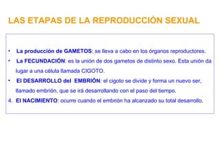 LAS ETAPAS DE LA REPRODUCCIÓN SEXUAL La producción de GAMETOS : se lleva a cabo en los órganos reproductores. La FECUNDACIÓN : es la unión de dos gametos de distinto sexo. Esta unión da lugar a una célula llamada CIGOTO. El DESARROLLO del  EMBRIÓN : el cigoto se divide y forma un nuevo ser, llamado embrión, que se irá desarrollando con el paso del tiempo. 4.  El NACIMIENTO : ocurre cuando el embrión ha alcanzado su total desarrollo. 