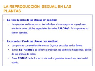 LA REPRODUCCIÓN  SEXUAL EN LAS PLANTAS La reproducción de las plantas sin semillas: Las plantas sin flores, como los helechos y los musgos, se reproducen mediante unas células especiales llamadas  ESPORAS . Estas plantas no tienen semillas. La reproducción de las plantas con semillas: Las plantas con semillas tienen sus órganos sexuales en las flores. En los  ESTAMBRES  de la flor se producen los gametos masculinos, dentro de los granos de polen. En el  PISTILO  de la flor se producen los gametos femeninos, dentro del ovario. 
