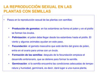 LA REPRODUCCIÓN SEXUAL EN LAS PLANTAS CON SEMILLAS Pasos en la reproducción sexual de las plantas con semillas: Producción de gametos : en los estambres se forma el polen y en el pistilo se forman los óvulos. Polinización : el polen debe llegar desde los estambres hasta el pistilo. El viento y algunos animales ayudan en este paso. Fecundación : el gameto masculino que está dentro del grano de polen, entra en el ovario para unirse con un óvulo. Formación de las semillas : después de la fecundación empieza el desarrollo embrionario, que se detiene para formar la semilla. Germinación : si la semilla encuentra las condiciones adecuadas de tempe- ratura y humedad, germinará, es decir, dará lugar a una nueva planta. 