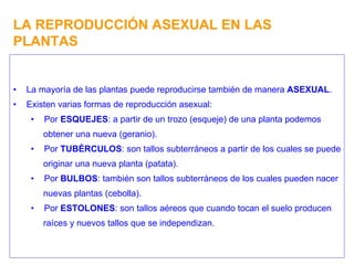 LA REPRODUCCIÓN ASEXUAL EN LAS PLANTAS La mayoría de las plantas puede reproducirse también de manera  ASEXUAL . Existen varias formas de reproducción asexual: Por  ESQUEJES : a partir de un trozo (esqueje) de una planta podemos obtener una nueva (geranio). Por  TUBÉRCULOS : son tallos subterráneos a partir de los cuales se puede originar una nueva planta (patata). Por  BULBOS : también son tallos subterráneos de los cuales pueden nacer nuevas plantas (cebolla). Por  ESTOLONES : son tallos aéreos que cuando tocan el suelo producen raíces y nuevos tallos que se independizan. 